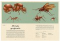 insekty robale i owady dla dzieci.jpg